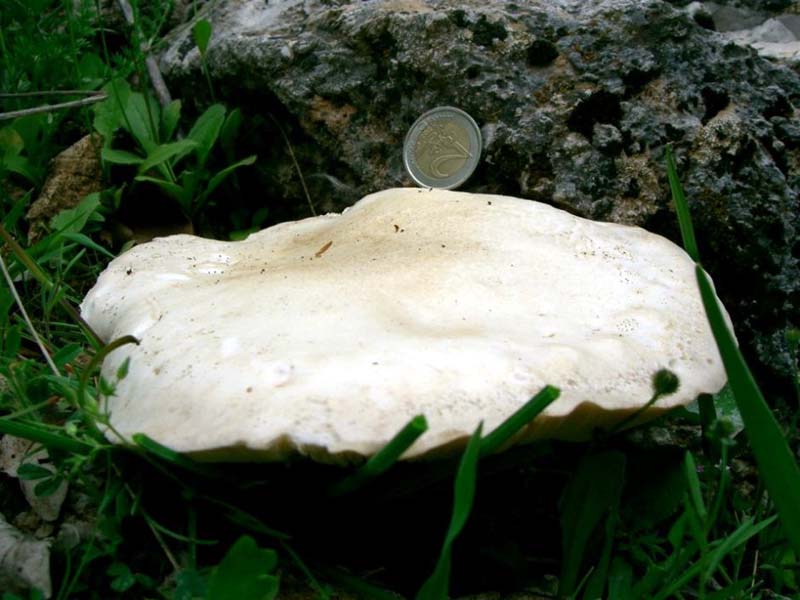 Pleurotus nebrodensis. Scheda fotografica